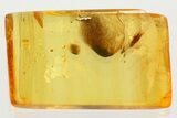 Fossil Ant-Like Leaf Beetle (P saeticornis) in Baltic Amber #372537-1